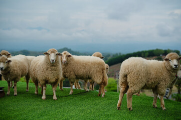 A group of sheep stands on green grass with a scenic, cloudy landscape in the background.