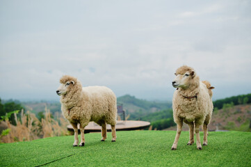 Naklejka premium Three sheep standing on green grass with a scenic, hilly landscape in the background under a cloudy sky.