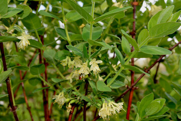 Flowers of Lonicera edulis.
