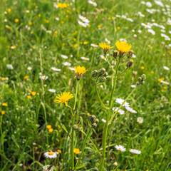 Yellow flowering and budding field milk thistle plant in front of a field with ox-eye daisies between the grass. The square photo was taken in the Netherlands on a sunny afternoon in the spring season