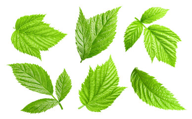 Raspberries leaves isolated on a white background Clipping Path