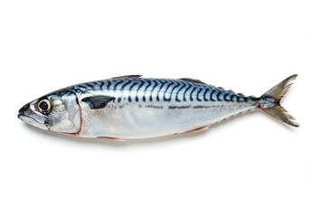 A single whole mackerel fish with blue stripes is displayed on a plain white surface, isolated and ready to be prepared.