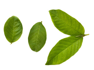 Green guava leaves on white background
