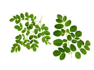 Moringa leaves on white background