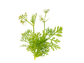 Coriander on white background