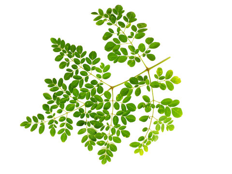 Moringa leaves on white background