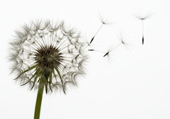 Dandelion seed head with seeds blowing in the wind against a white background