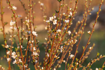 Apricot branches covered with flowers on a blurred background