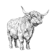 Vintage sketch of standing Highland cow facing right with long horns and shaggy fur in detailed hand-drawn farm animal illustration
