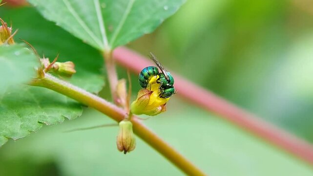 Close-up Macro of Metallic Green Bee on Wildflower in Nature &ndash; Pollination and Biodiversity Concept