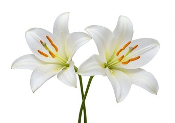 Fototapeta premium Two elegant white lily blossoms with yellow and orange stamens isolated against a white background