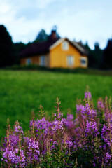 Fototapeta premium ocher yellow house on the countryside with willowherbs