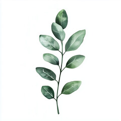 Obraz premium green leaves isolated on white background