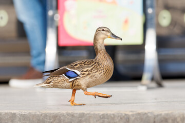 Canard colvert femelle (Anas platyrhynchos) marchant au milieu des touristes sur l'esplanade du Trocadéro à Paris