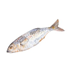 Watercolor illustration of a freshly caught mackerel with shiny scales, head and fins, realistic seafood clipart, isolated on white background, symbol of fisherman fresh catch