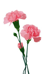 Obraz premium Mother's Day carnations on a png transparent background