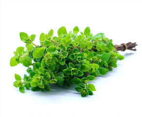 Obraz premium Oregano on isolate white background