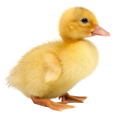 Fototapeta premium Adorable Little Yellow Duckling isolated on Transparent Background