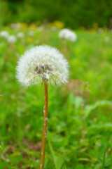dandelion seed head