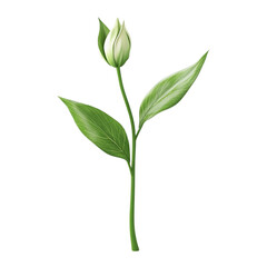 Fototapeta premium White flower bud green leaves artistic lines background