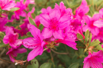 pink flowers in a garden