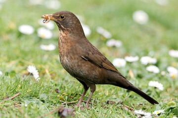 Merle noir femelle (Turdus merula) chassant des vers dans l'herbe dans un jardin urbain à Paris