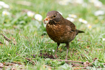 Merle noir femelle (Turdus merula) chassant des vers dans l'herbe dans un jardin urbain à Paris