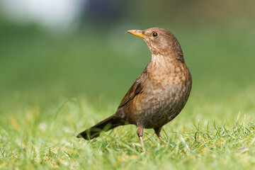 Merle noir femelle (Turdus merula) chassant des vers dans l'herbe dans un jardin urbain à Paris