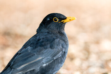 Merle noir mâle (Turdus merula) en recherche de nourriture dans l'herbe dans un jardin urbain à Paris