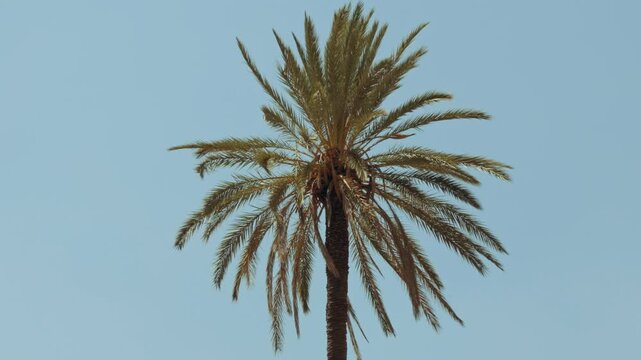 A palm tree stretches toward the blue sky in Vatican City, blending nature with history