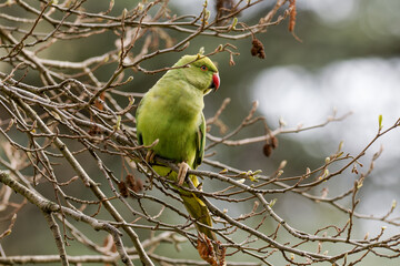Perruche à collier (Psittacula krameri) perchée dans un arbre dans un jardin urbain à Paris