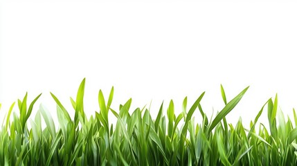 Obraz premium Vibrant Green Grass Blades: A Fresh, Natural Border