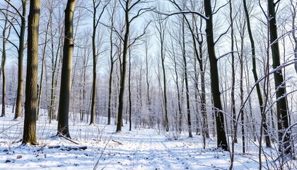 Fototapeta premium Snowy forest path
