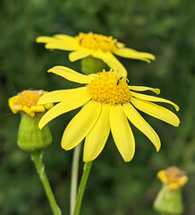 Since the beginning of the new daylight, the petals of the yellow-flowered plant have opened beautifully. The bright yellow colors of the color sharply distinguish it from other colors of the summer f