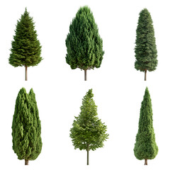 Different types of cypress trees isolated transparent background