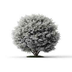 Serene Monochrome Shrub: A Detailed Botanical Illustration