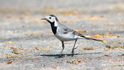 a small bird