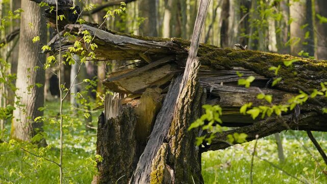 Broken Tree in the Forest with Green Lawn and Spring Flowers on a Sunny Day