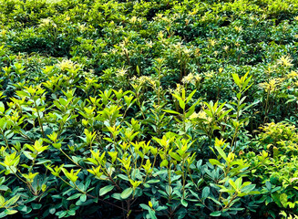 花壇に植えられた緑、シャリンバイ