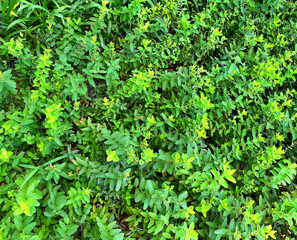 花壇に植えられた緑、ミチヤナギ、ネリネ、ヤブラン