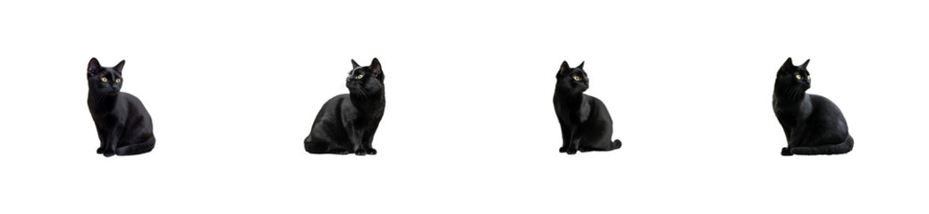 Four Sitting Black Cats, Domestic Felines, Isolated, cut out transparent