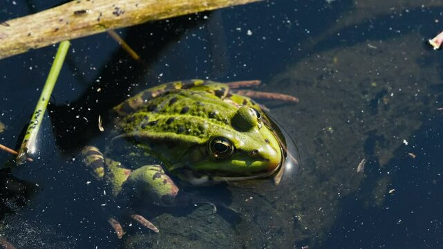 Green Frog Sitting in Pond in Spring Close Up with Sunlight