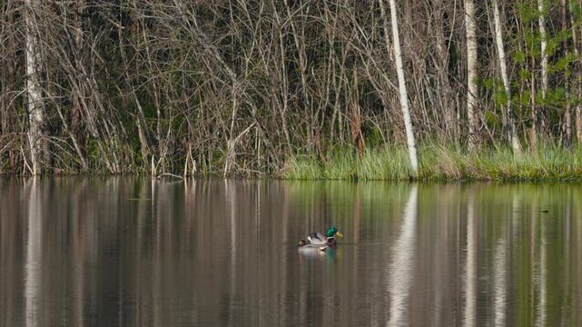 Mirror Lake Surface with Ducks in Spring Forest, Sunny Day