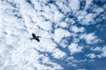 A pelican flying high in a bright blue sky, Kangaroo Island
