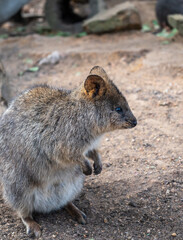 Quokka standing on the ground in Kangaroo Island, Australia