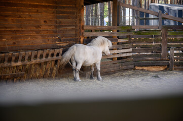 white horse in a stable.A portrait of a horse