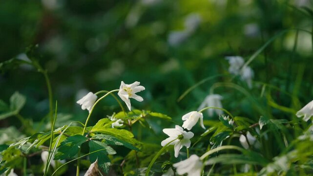 Close-up of Lily of the Valley Flowers in Spring Forest