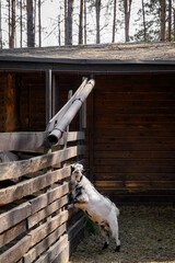 Goats on the farm. Brown goats standing in wooden shelter and looking at the camera.