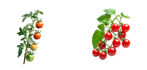 Fresh tomato vines with ripening fruit assortment, cut out transparent