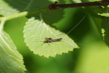 Close up of a male mayfly, Cloeon dipterum. Family Baetidae. On an elm leaf. Spring, May. Dutch garden.	